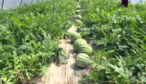 台州最新大瓜爆料视频,揭秘视频爆料背后的惊人真相！